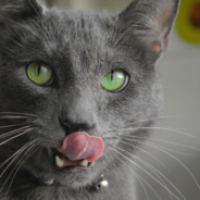 Cat Becomes Insta-Famous For His Stunning Green Eyes