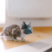 Cats, foster programs or shelter clinic management? Improve your skills with these 3 online apprenticeships!