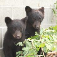 Conservation Officer Fired For Refusing To Kill Bear Cubs Is Suing To Get His Job Back