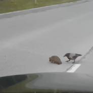 Crow Helps A Hedgehog Safely Cross The Road