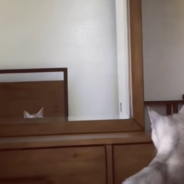 Curious Cat Discovers Her Ears In The Mirror For The First Time