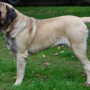 Dad Helps English Mastiff That’s Afraid Of The Water Learn To Swim Is Terrified Of The Pool