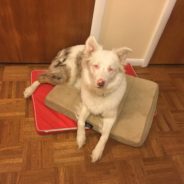 Deaf And Blind Dog Is Reunited With Her Grandpa After A Year Apart