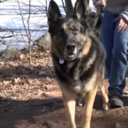 Dog Alerts Owner To Man Who’d Fallen Through Icy Pond And Saves His Life