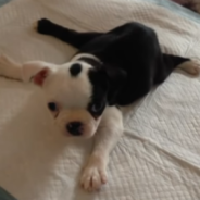 Dog Born With ‘Swimmer Puppy Syndrome’ Miraculously Learns To Walk