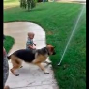 Dog Hilariously Tries To Save Baby From Sprinkler