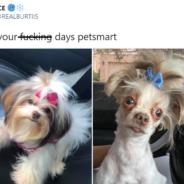 Dog Owner Goes Viral After Tweeting Terrible Before And After Pictures Of His Dog’s Haircut