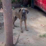 Dog Rescued From Being Chained To A Tree And Left Alone