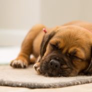 Dog Sleep Behavior: What’s Normal & What’s Not