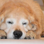 Dog Sleeping Positions And What They Mean