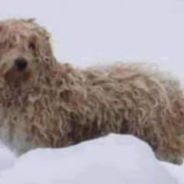 Dog Trapped On Ice For Four Days Is Adopted By His Rescuer