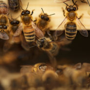 Earth’s Honey Bees Are Dying Off, Here’s How You Can Help Save Them!