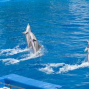 ‘Empty The Tanks’ Movement To Ban Dolphin Breeding For Water Park Entertainment Sees Major Victory In Australia