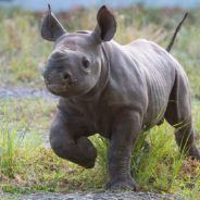 Endangered Black Rhino Baby Makes Public Debut At Zoo Miami Alongside His Mother