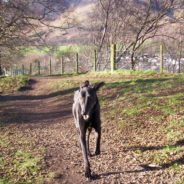 Excited Greyhound Jumps Into The Air When Dad Gets Home