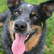 Farm Dog Shows Her Lightning-Fast Trench Digging Skills In Viral Video