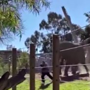 Father Arrested For Entering Elephant Enclosure At San Diego Zoo with Young Daughter For A Selfie