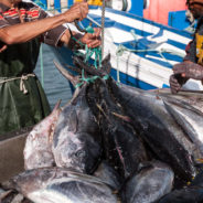 Federal Government Rule Changes Have Left The Atlantic Bluefin Tuna Facing Extinction