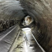 Firefighters Save Deaf And Visually Impaired Dog From A Drainage Pipe