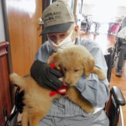 Golden Retriever Puppy Spends Her Days Cuddling With Nursing Home Residents