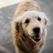 Golden Retriever Refuses To Get Out Of The Pool