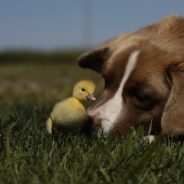 Golden Retriever Rescues Six Lost Baby Bunnies And Returns Them To Their Mother