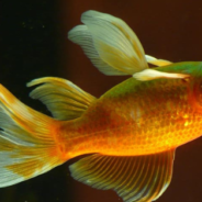 Goldfish With Buoyancy Issues Saved After Rescuers Fitted Him With A Tiny Handmade Lifejacket