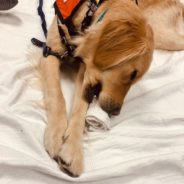 Hospital Therapy Dog & Resident Good Boy, Bob, Is Comforting Patients And Doctors In Boston