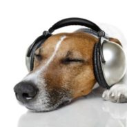 How To Create A Custom Spotify Playlist For Your Pet