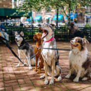 Labrador Retrievers Keep The Top Spot In American Kennel Club’s List Of Most Popular Breeds