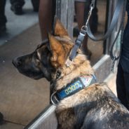 Miami’s Basketball Team Is Using Dogs To Sniff Fans For COVID-19