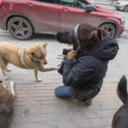 New Documentary Highlights The Secret Life Of Stray Dogs On The Streets Of Istanbul