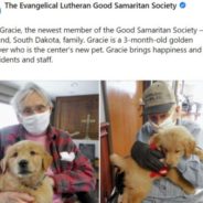 Nursing Home Hires A Golden Retriever Puppy To ‘Bring Happiness’ To The Residents