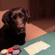 Owner Teaches His Dogs How To Play Poker