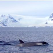 Penguin Escapes Pod Of Killer Whales By Leaping Into Boat Full Of People