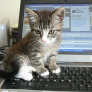 People Are Putting Out A Separate Laptop For Their Cat To Lay On While Working From Home