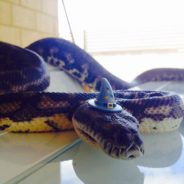 People Are Sharing Pictures Of Snakes Wearing Hats And It’s Too Adorable