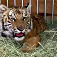 “Pet” Tiger Cub Found Outside During Texas’ Deep Freeze Gets New Home At Wildlife Sanctuary