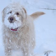 Pet Winter Safety: 9 Ways To Help Dogs & Cats Survive America’s Coldest Weather In Decades