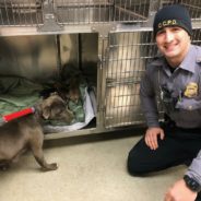 Pit Bull Mama Rescued From The Freezing Cold Along With Her 6 Pups