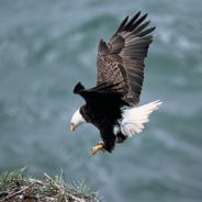 Police Officer Rescues Injured Bald Eagle From Busy Interstate Off-Ramp