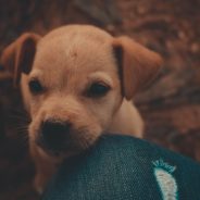 Puppy Brings His Owner A Beautiful Bouquet Of Flowers