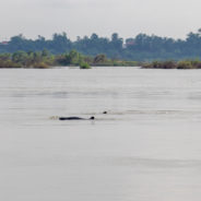 Rare Mekong River Irrawaddy Dolphins Are Nearly Extinct, But There Is Hope