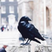 Ravens In Alaska Are Stealing Groceries From Shoppers At Costco