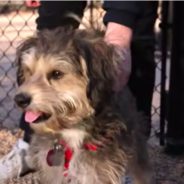 Related Rescue Dogs From Texas Have ‘Chance Encounter’ In New York City