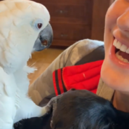 Rescue Bird Lovingly Pets A Tiny Puppy For The First Time