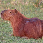 Rescue Capybara Loves Getting Her Head Scratched