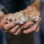 Scooter The Orphaned Kitten