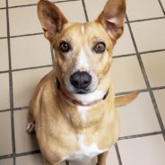 Senior Shelter Dog Finally Finds Forever Home After Spending Over 6 Years In Texas Shelter