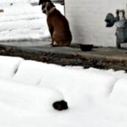 Shelter Dog Finally Finds Her Person After Waiting 809 Days At Illinois Shelter